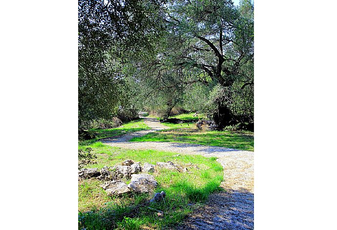 Local pathway . - Persephone . (Photo Gallery) }}