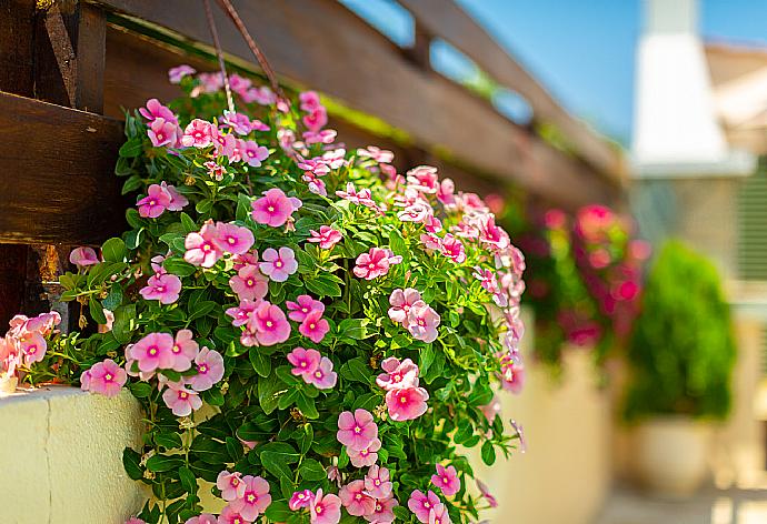 Terrace area . - Villa Olivetta . (Galleria fotografica) }}