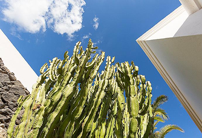 Local  plant cactus  . - Villa Ramos Dos . (Galerie de photos) }}