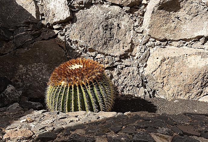 Local  plant cactus  . - Villa Ramos Dos . (Photo Gallery) }}