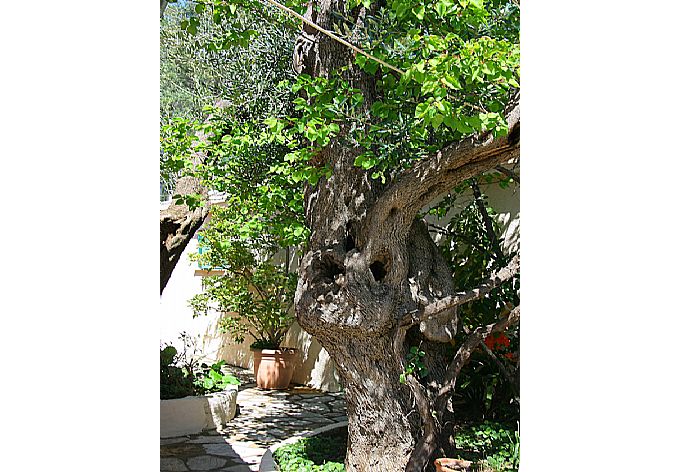 Terrace area . - Villa Yannakis . (Photo Gallery) }}