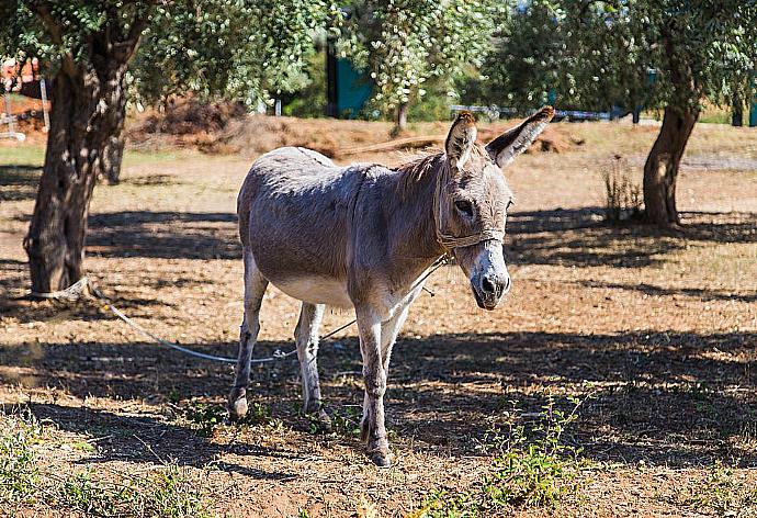 Cute donkey . - Villa Lilium . (Photo Gallery) }}