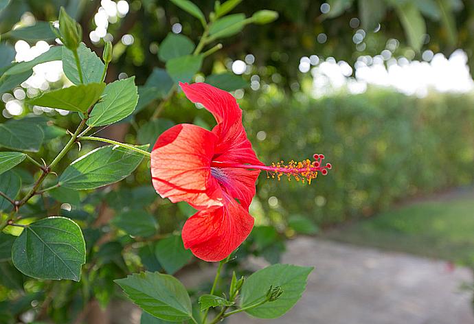 Hibiscus . - Villa Merla . (Fotogalerie) }}