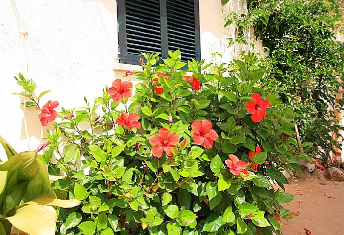 Garden area . - Villa Isa . (Fotogalerie) }}