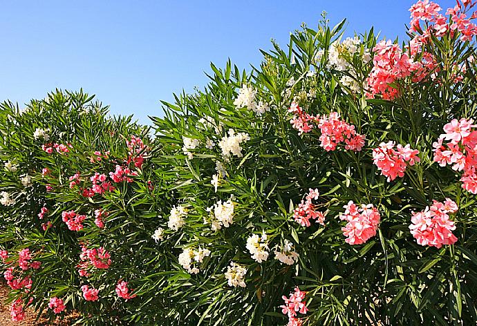 Mallorca . - Villa Gosp Torres . (Photo Gallery) }}