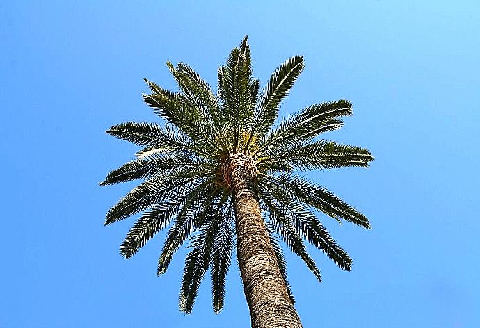 Mallorca . - Villa Gosp Torres . (Photo Gallery) }}