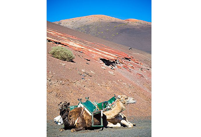 Ride camels in Timanfaya National Park . - Villa Amigamar . (Γκαλερί Φωτογραφιών) }}