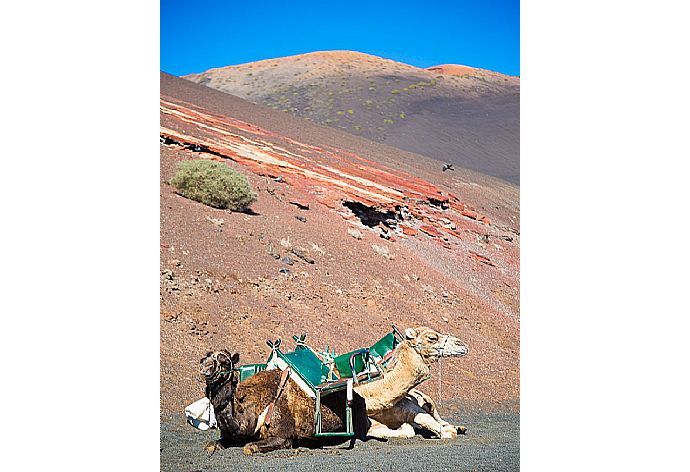 Camels in Timanfaya National Park . - Villa Julianne 4 . (Galería de imágenes) }}