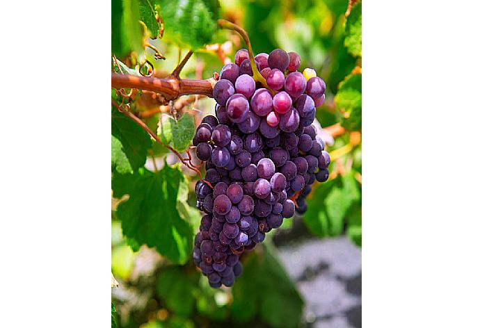 Local grapes  . - Villa Angela Vista . (Photo Gallery) }}