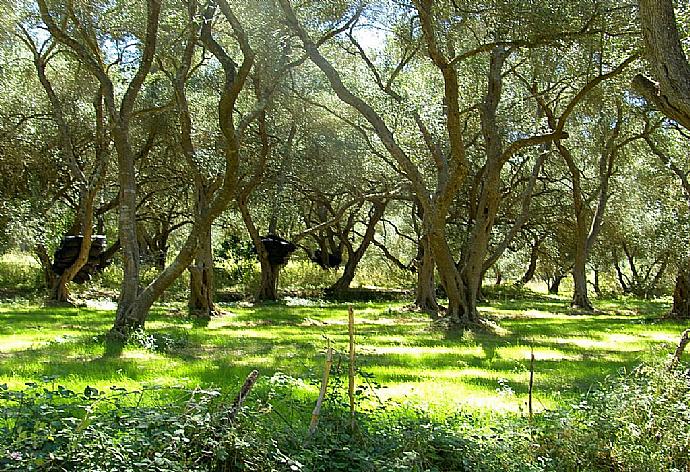  . - Villa Ninos . (Galería de imágenes) }}