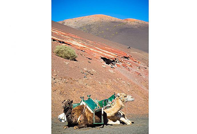 Camel riding in Timanfaya National Park . - Apartamento Juana Rosa . (Photo Gallery) }}