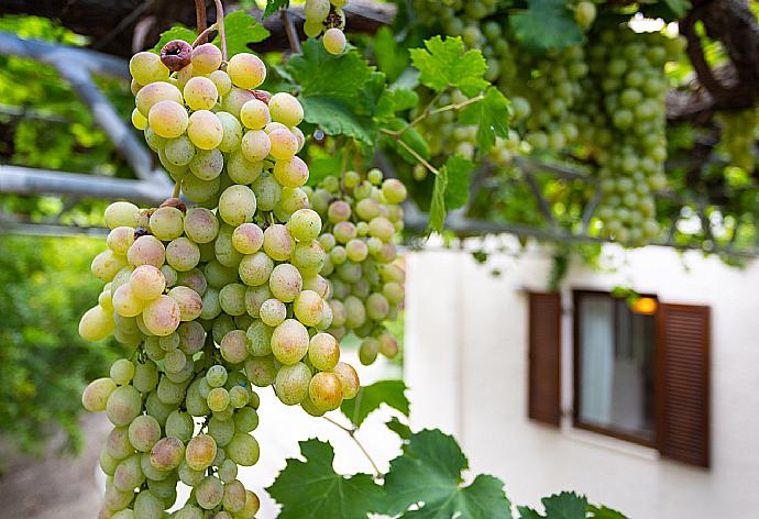 Grapevine . - Villa Armi . (Photo Gallery) }}