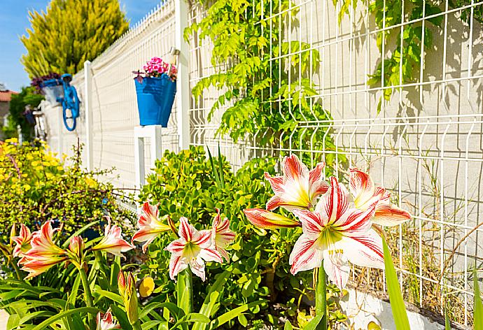 Garden area . - Villa Mina . (Galerie de photos) }}