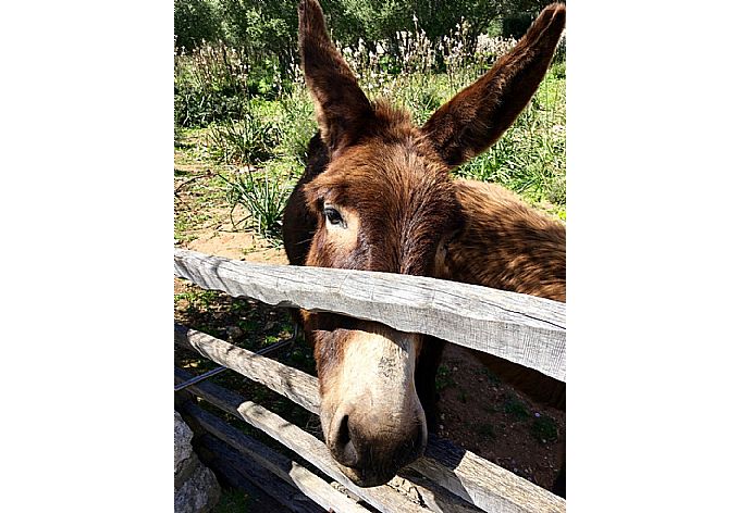 Mule, local animal . - Villa Carolina . (Galerie de photos) }}