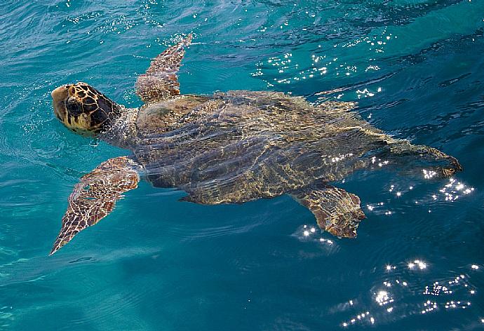 Swimming with turtles . - Georgia . (Photo Gallery) }}