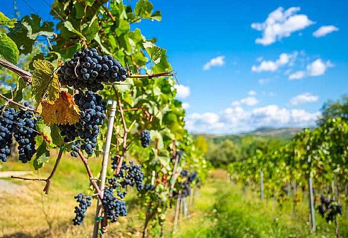 Villa vineyard . - Villa Casale Silvia . (Galleria fotografica) }}