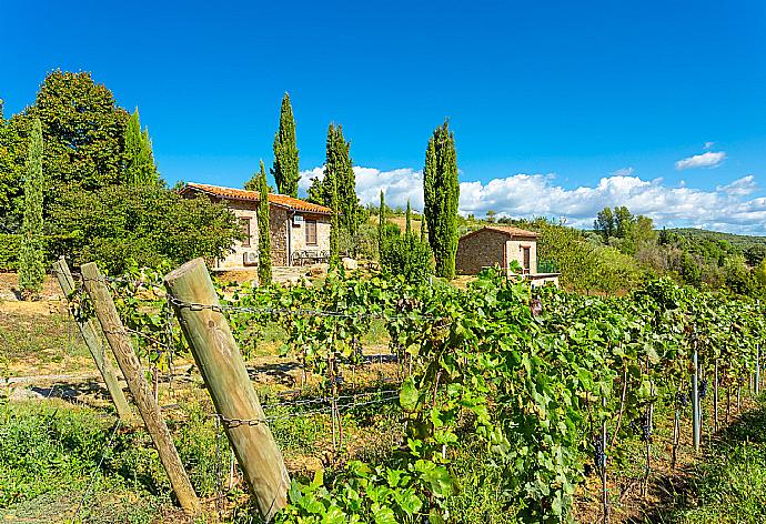 Villa vineyard . - Villa Casale Silvia . (Galerie de photos) }}