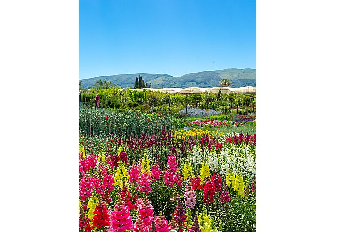 Local flower market . - Apartment Casalma Ena . (Galerie de photos) }}