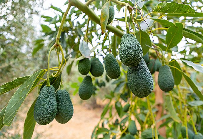 Avocado trees . - Casa Avocado . (Galerie de photos) }}