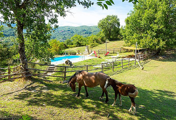 Garden area  . - Villa Bellavista . (Galerie de photos) }}