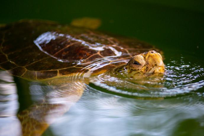 Turtle in Dalyan . - Exclusive Paradise Collection . (Galería de imágenes) }}