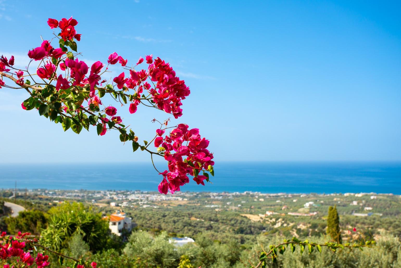 View from terrace