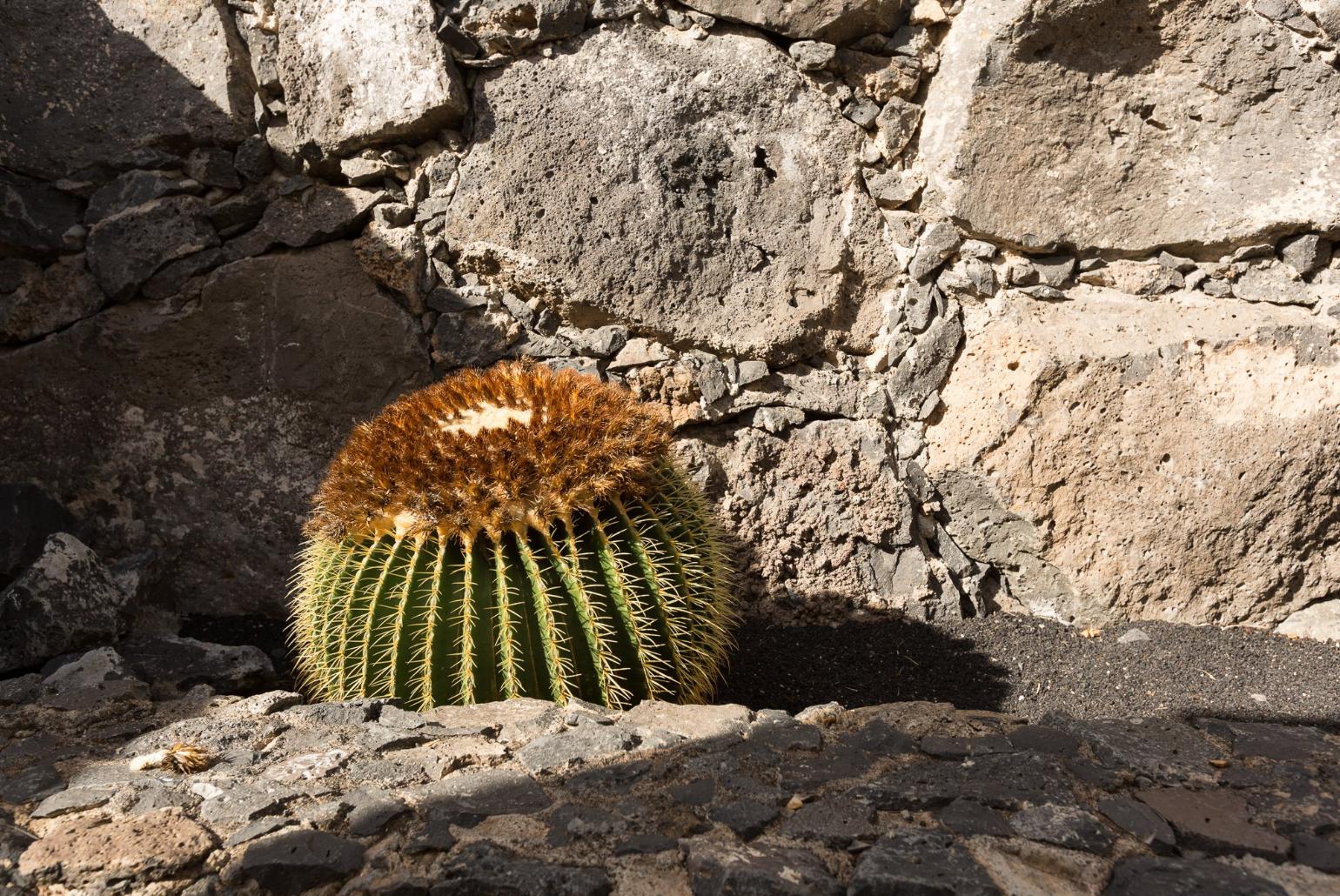 Local  plant cactus 