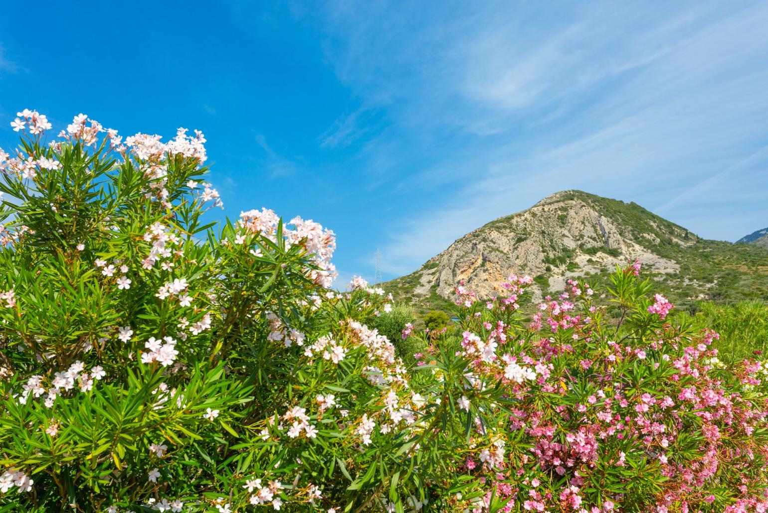 View from villa Peach