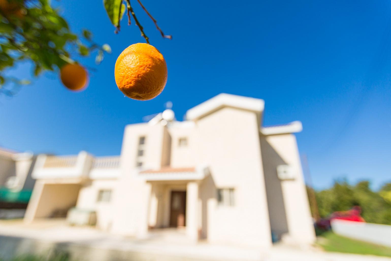 Villa Clementina orange tree 