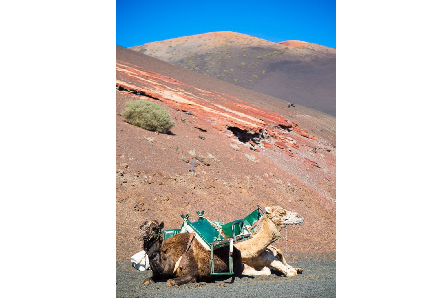 Camels in Timanfaya National Park