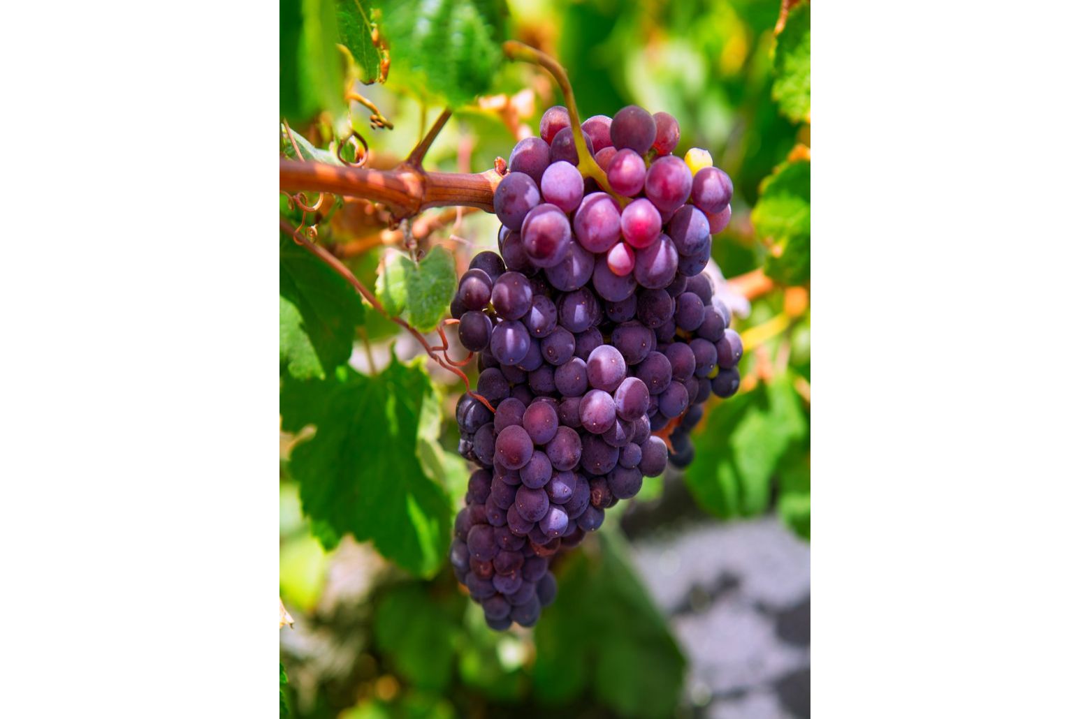Local grapes 