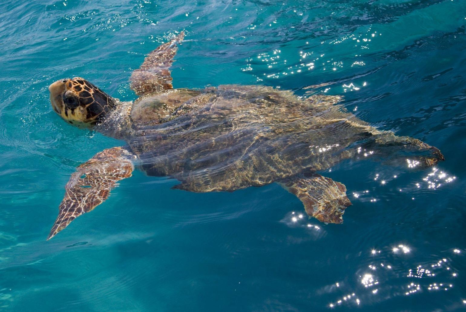 Swimming with turtles