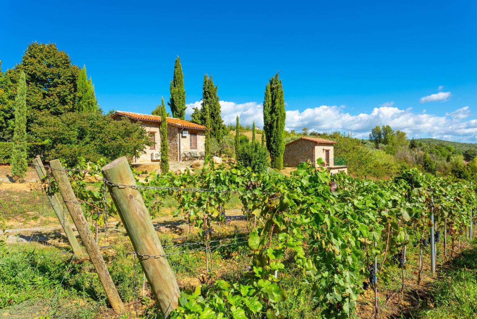 Villa vineyard