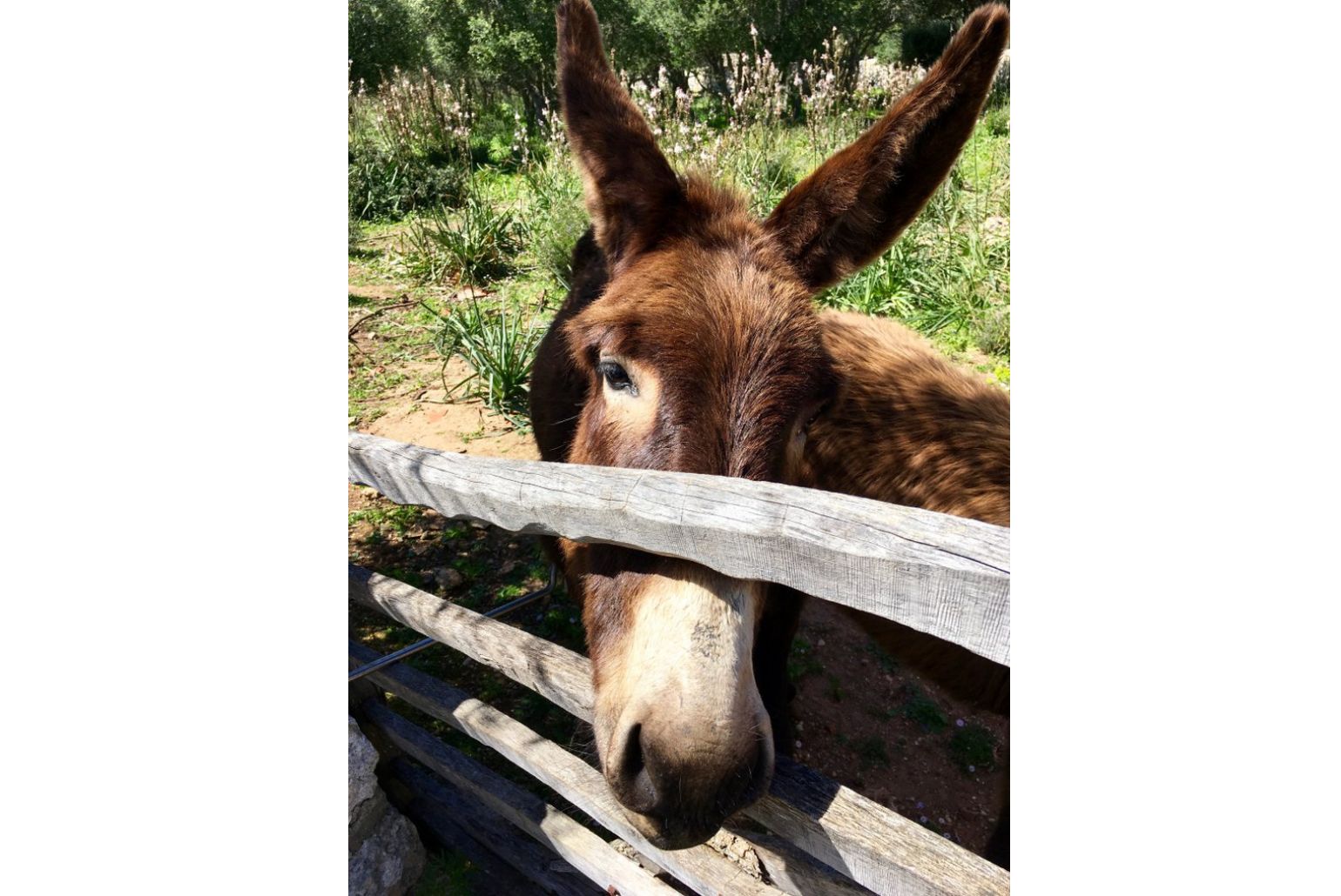 Mule, local animal 