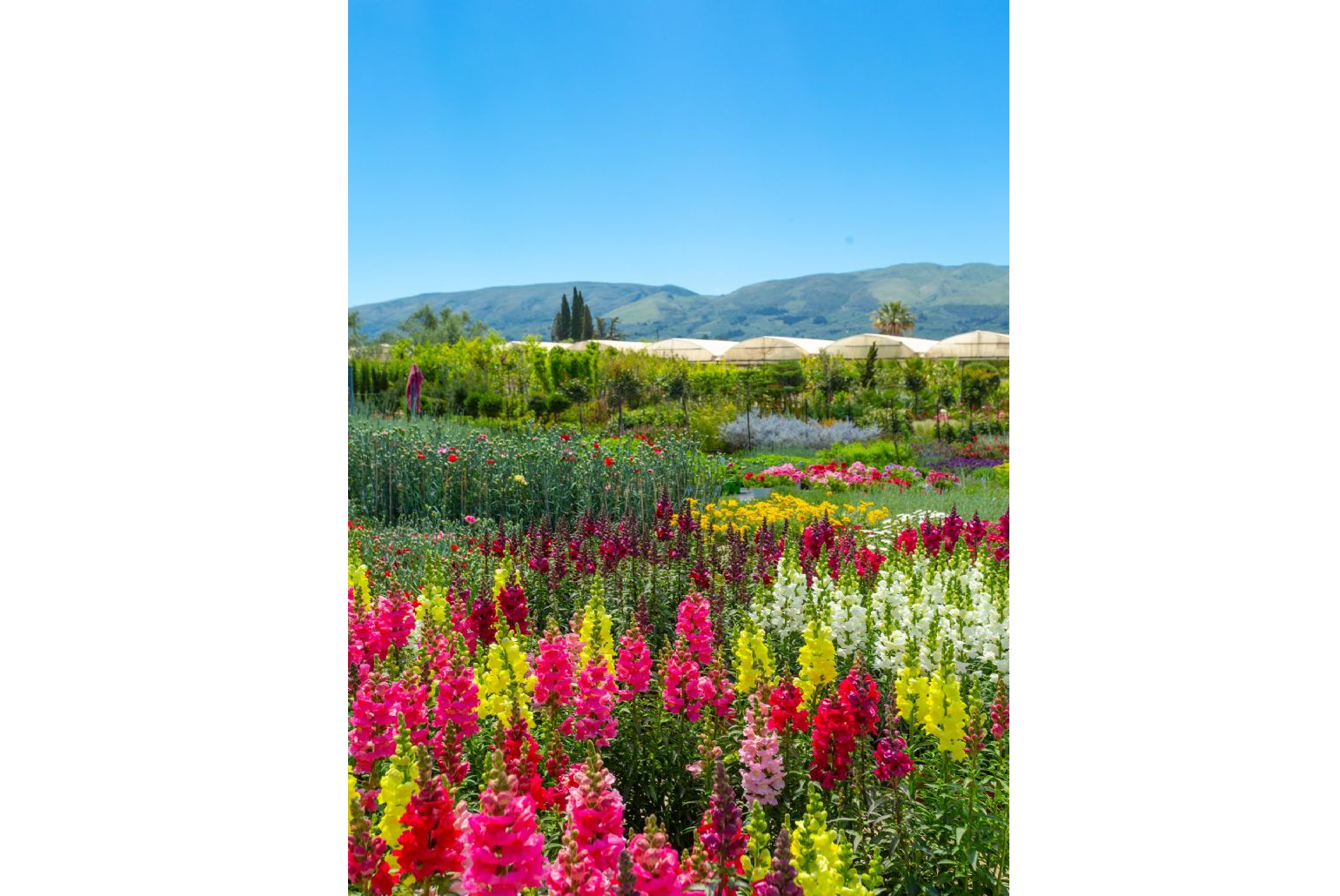 Local flower market