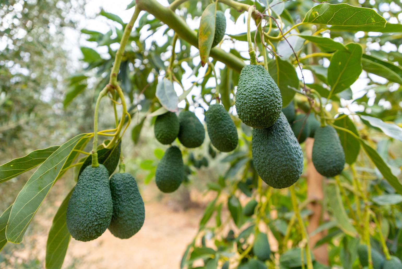 Avocado trees