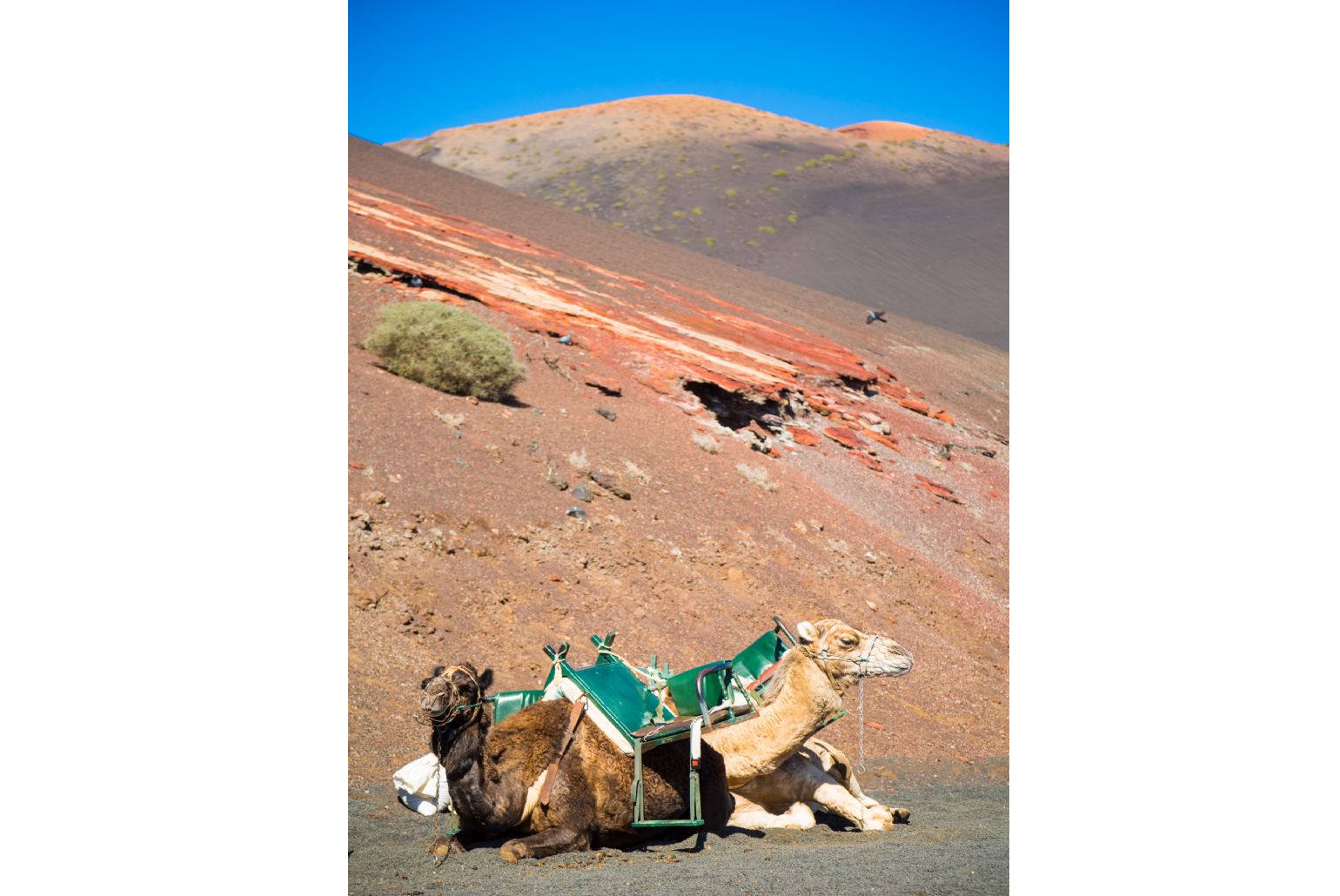 Camels in Timanfaya National Park